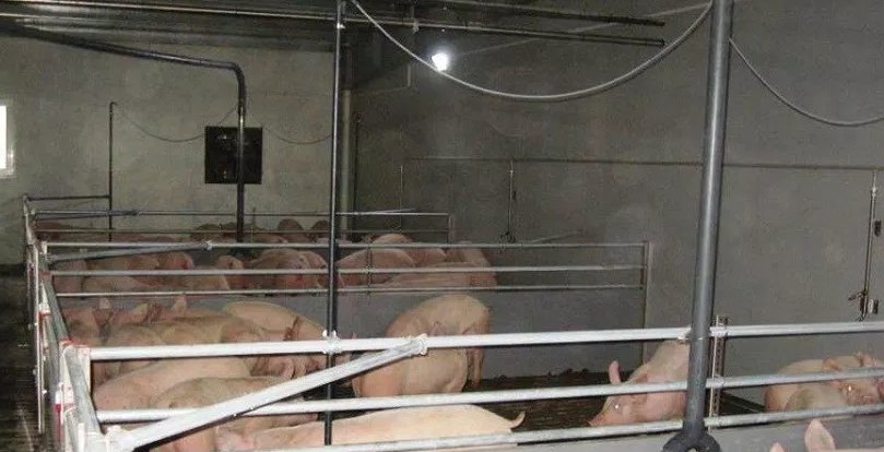 важно не только придерживаться определенных норма, но и соблюдать установленные специальные стандарты для сооружений, в которых содержатся сельскохозяйственные животные. : электромаркет интернет-магазин ELMAR Украина