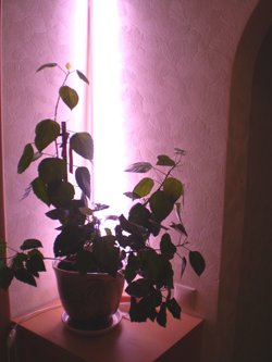 Фитолампы FLUORA OSRAM ​для растений : Лампы, Светильники, Кабель,Розетки, Выключатели - интернет-магазин Elmar Украина