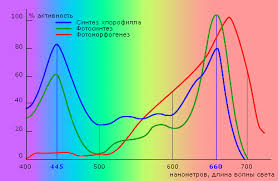 Совмещенный график спектра действия и спектра поглощения показывает в какой области растения получают «полезный» свет. : интернет-магазин Elmar Украина