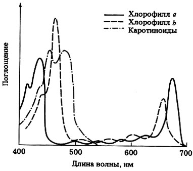 Рис Спектры поглощения хлорофиллов a и b и каротиноидов : интернет-магазин Elmar Украина