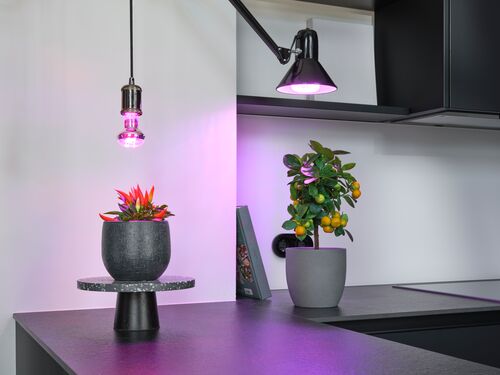 СПОТ-ЛАМПА для роста растений РLED R63 GROW LAMP 7,5W 230V 1300 K 140 lm FIL E27 фото 1