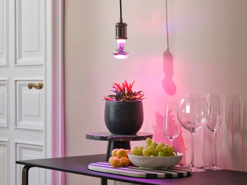 СПОТ-ЛАМПА для роста растений РLED R63 GROW LAMP 7,5W 230V 1300 K 140 lm FIL E27 фото 2